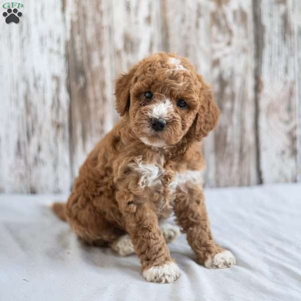 Opal, Mini Goldendoodle Puppy